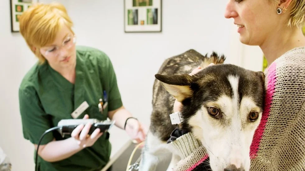 Hunddottern. Carolin Holmkvist känner att hunden Xera är som ett barn för henne. Xera har en tumör i bröstvävnaden som ska opereras bort eftersom 50 procent av juvertumörerna på hundar är elakartade.