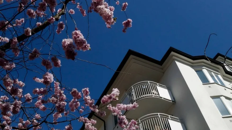 STOCKHOLM 2014-04-20
Blommande körsbärsträd vid bostadshus.
Foto Hasse Holmberg / TT Kod 96