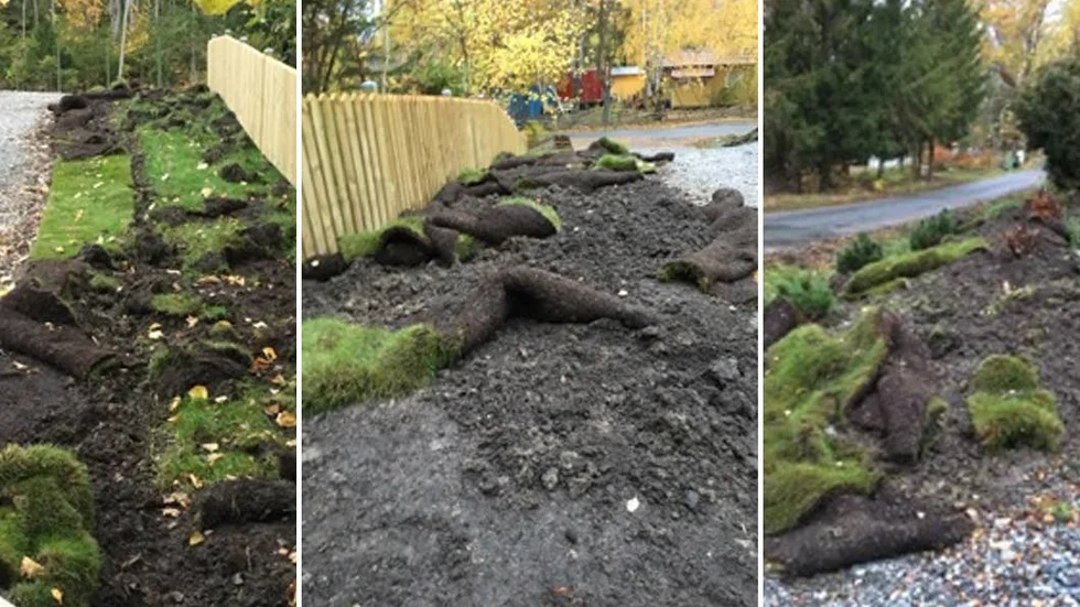 Tina Söderström, Bålsta, och hennes familj har drabbats av vildsvinens framfart.