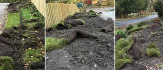 Så skyddar du trädgården från vildsvinen