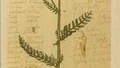 Achillea millefolium. Rölleka var en vanlig medicinalväxt på medeltiden. Bilden är från en handskrift förvarad på Uppsala universitetsbibliotek.