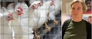 Länsveterinärens lugnande besked efter salmonella-utbrottet