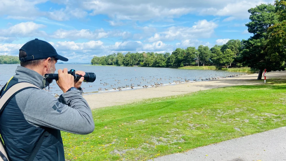 Den här dagen kan inte Martin Bergåker på Västeråsföretaget Antiavem använda sin gröna laser mot gässen som invaderat badstranden i Sundbyholm. De håller sig för nära vattnet och martin får inte skjuta mot sjön eftersom strålen riskerar att reflekteras upp åt olika håll och kan störa såväl flygtrafik som människor och djur i området.