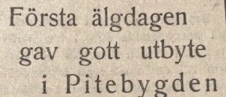 Ur PT:s arkiv: Kraftig ko fälldes redan vid på morgonen