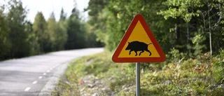Bolag i Kalix får lov att hämta virke i zon smittad med svinpest