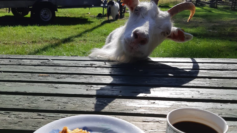 Fikasugen och sällskapssjuk.