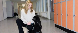 Hunden Trygve ska få skolelever att gå till skolan