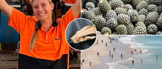 Malvas nya vardag: Ananas, giftiga ormar och fina stränder