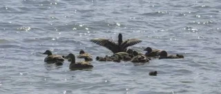 Ejderstam minskar på Gotland