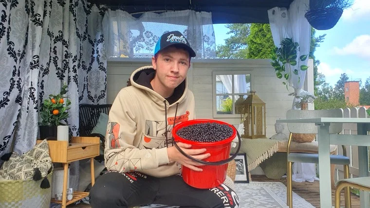 Damian Sääv hittar mycket blåbär i skogen. Pengarna han tjänar ska gå till drömmopeden. 