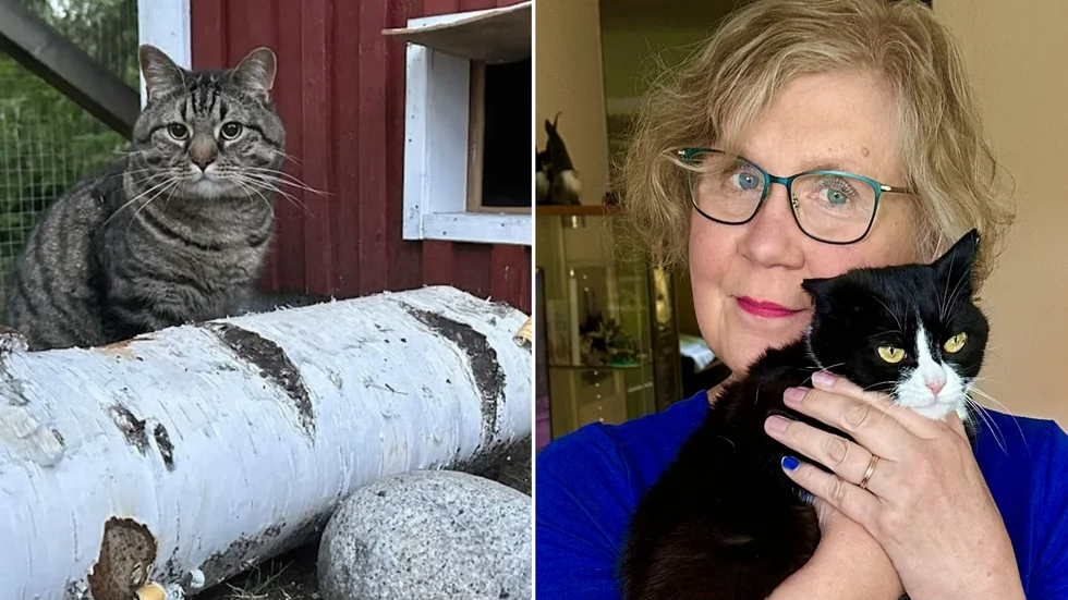 Norrbotten är i akut behov av tillfälliga katthem.