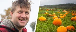 Ola säljer tusentals halloweenpumpor till Kolmården