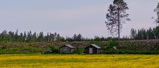 Läsarbilden: Smörblomsäng