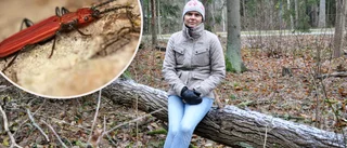 Spårväg och nya bostäder hotas – av en liten skalbagge