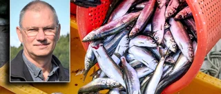 Partiet vill stoppa storskaligt fiske: "Nog har vi resurser till att tillsätta lite forskning här"