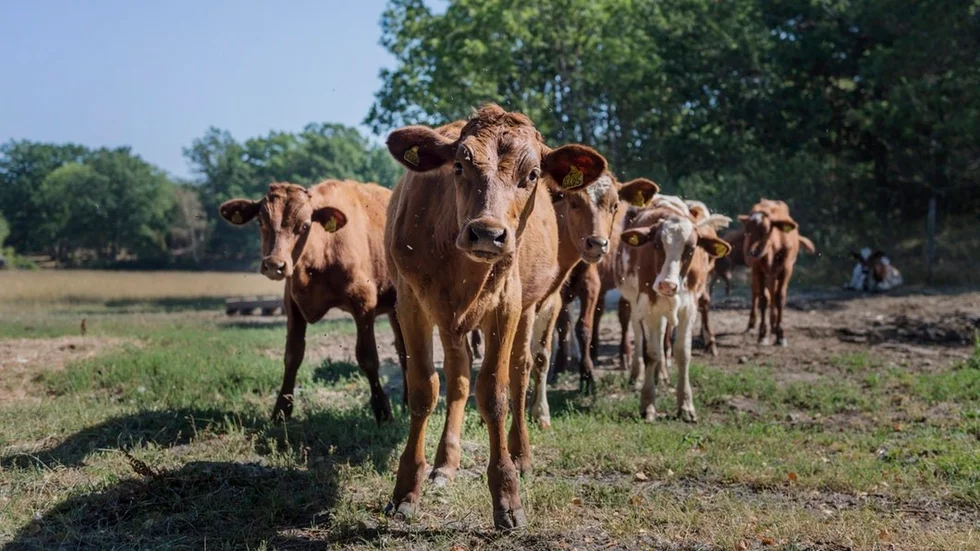 Sveriges bönder har nog svårt att hålla med om det lättsinne i klimatfrågan som SD åter visat upp, efter en sommar med svår torka och en hotande akut foderbrist som framtvingar utslaktning av nötkreatur.