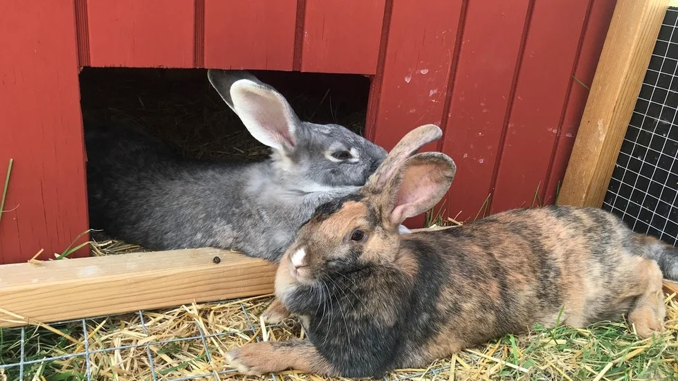 Kaninerna Edtih (brun) och Hjördis (grå), på Djulö 4H gård.