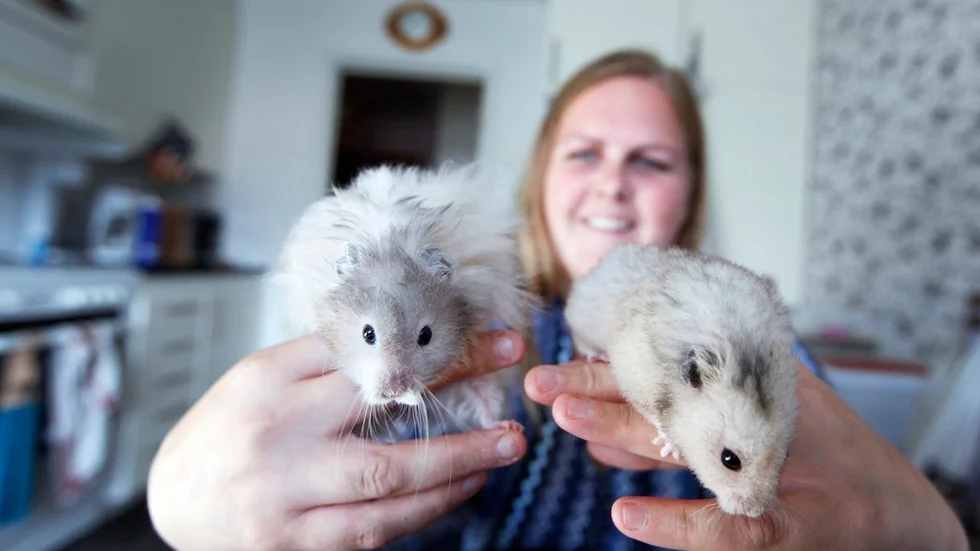 Angelica Lindesäter arrangerar helgens hamsterutställning i Härad. Hon har själv med sex djur som ska delta i SM-tävlingen. Här kikar guldhamstrarna Leif och Ghin in i kameralinsen.