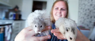 Hamster-SM i Härad lockar långväga gnagare
