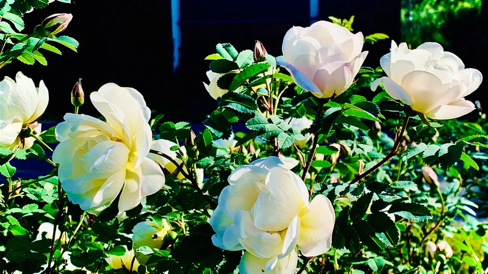 Gerd Nilsson bjuder på en blomstrande läsarbild.