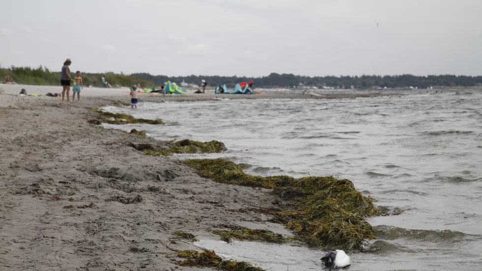 En död fågel som flutit iland på stranden.