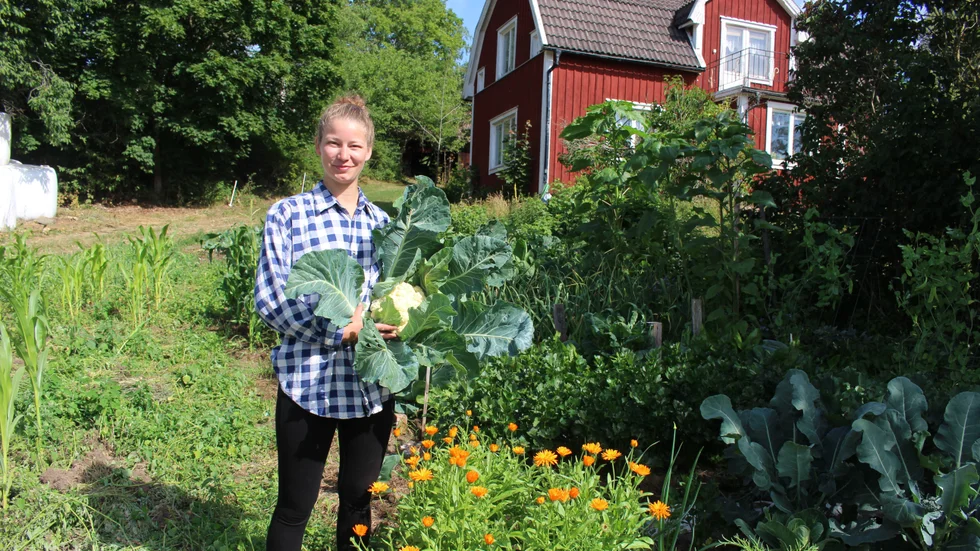 Annie Svensson, 25 år, är den tredje generationen av grönsaksodlare hemma på familjegården Myreholm utanför Vena.