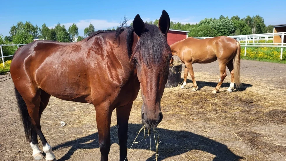 Handelstallet i Piteås Hector Sisu vann V75-försök i Östersund. Nu väntar final med 250 000 kronor i förstapris på Eskilstuna.