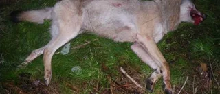 Jaktledaren: Vi har skjutit rätt varg