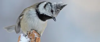 Håll koll på fåglarna – vid fågelborden
