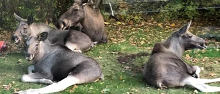 Älgarna i Skogstorp är skjutna