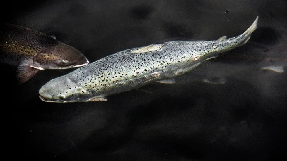 Olle Olsson tycker att vi ska lämna fiskarna i fred.