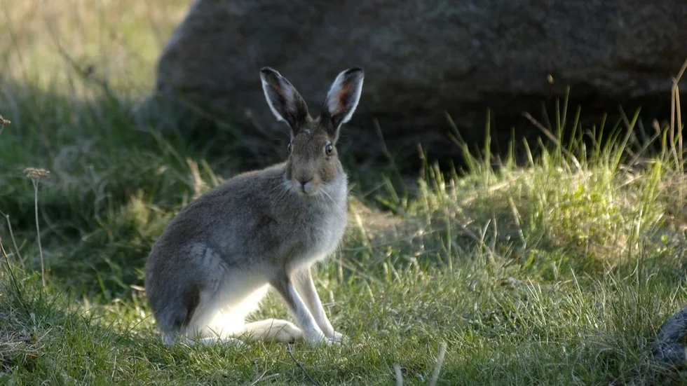 Hare