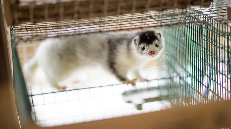 Mink på en minkfarm på Listerlandet i Blekinge. Arkivbild