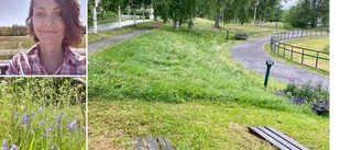 Därför klipps inte grönytorna i Luleå – "En riktig dinosaurieväxt"