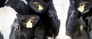 Handlare vill ha alternativ till Arla