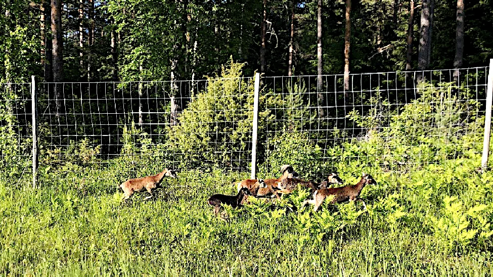 Den illegala utplanteringen av mufflonfår är ett bekymmer och länsstyrelsen uppmanar att man ska polisanmäla misstanke om utsättning. Mufflonfåren på bilden fanns vid ett viltstängsel längs en väg i Uppsala län.