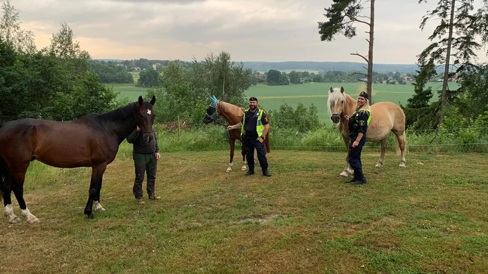 Nyköpings polisen fick jaga förrymda hästar som hade tagit sig ut på E4:an natten till söndag.