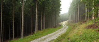 Östergötlands skogar måste klimatanpassas