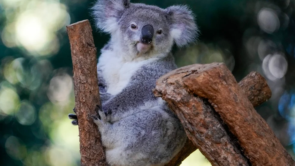 Koalan är utrotningshotad i delar av Australien. Arkivbild.