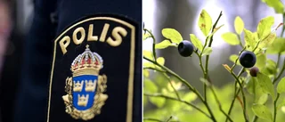 Kvinna ofredad – under bärplockning