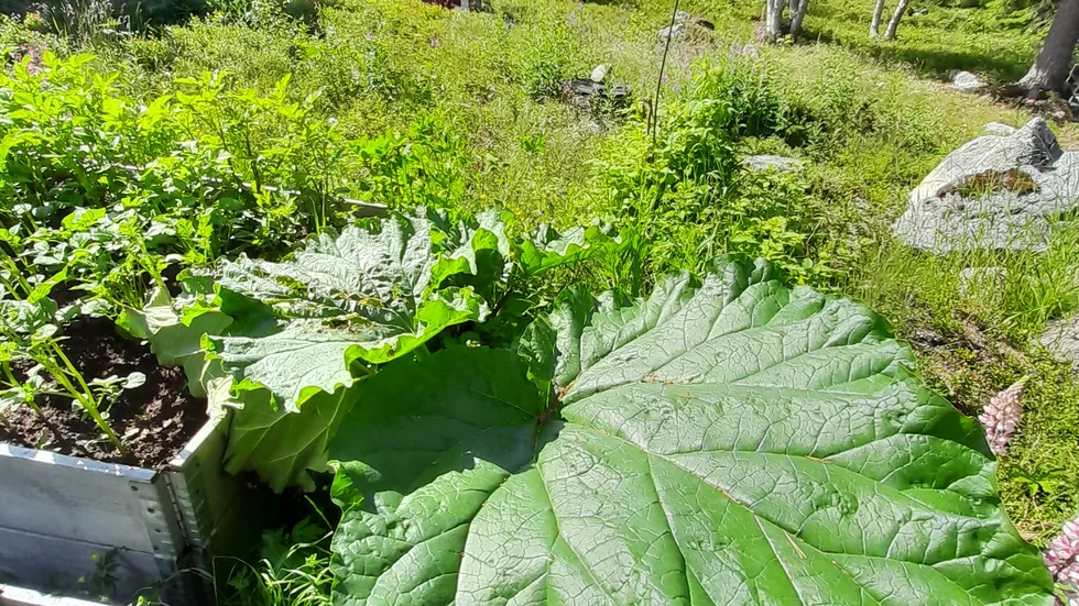 I Rörbäck växer allt otroligt bra i år. Fantastisk sommar vi har, man mår gott, skriver Birgit Kajava som sänt in bilden.
