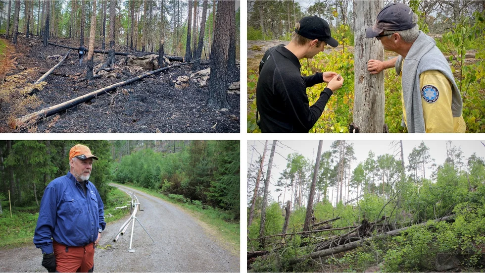 1.I slutet av maj i år utfördes en naturvårdsbränning vid Sörgölen i Hästenäs naturreservat. 2. Reservatsförvaltarna Magnus Melander och Mikael Burgman studerar en bit död ved i brandfältet från 2014. 3. Kenneth Thuresson och hans kollegor vid Stiftets skogar har fått stanna en dryg vecka efter den senaste vildbranden, på skogsmark alldeles intill naturreservatet. 4. Stökigt, men fint för naturvården i en av de branter som ingick i den kontrollerade bränningen 2014. 