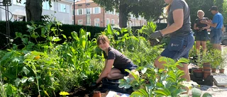 Grävde ner 2500 plantor i centrala Enköping