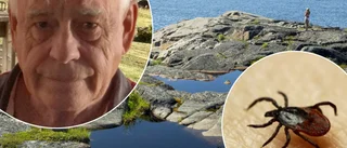 Fästinginvasion i Luleå skärgård: "Faller från träden"