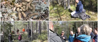 Domstol gick ut i skogen – hittade bajs: "Tjädrarna kommer dö"