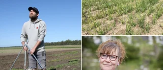 Tufft läge i torkan för öns luttrade lantbrukare