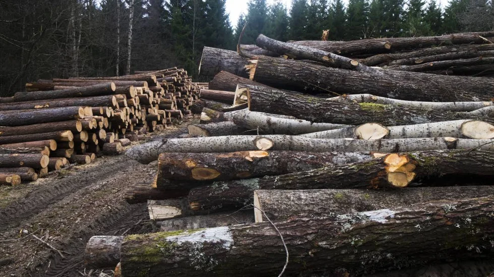 Ersättning. I de fall skogsavverkning inte får ske, bör markägarna i alla fall hållas skadeslösa, menar skribenten.