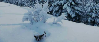 Kämpar sig fram genom snön
