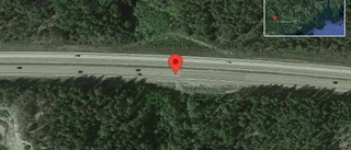 Rådjur på vägen på E4