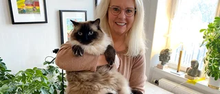 Motalas Charlie blir Årets Lussekatt  ▪ Matte: "Det känns fantastiskt roligt"  ▪  "Jättemysig och ståtlig katt med mycket integritet"